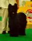 CACIB Wels 1998